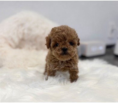 토이푸들 분양합니다