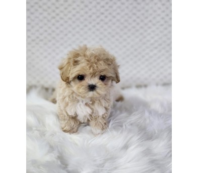 말티푸 분양합니다