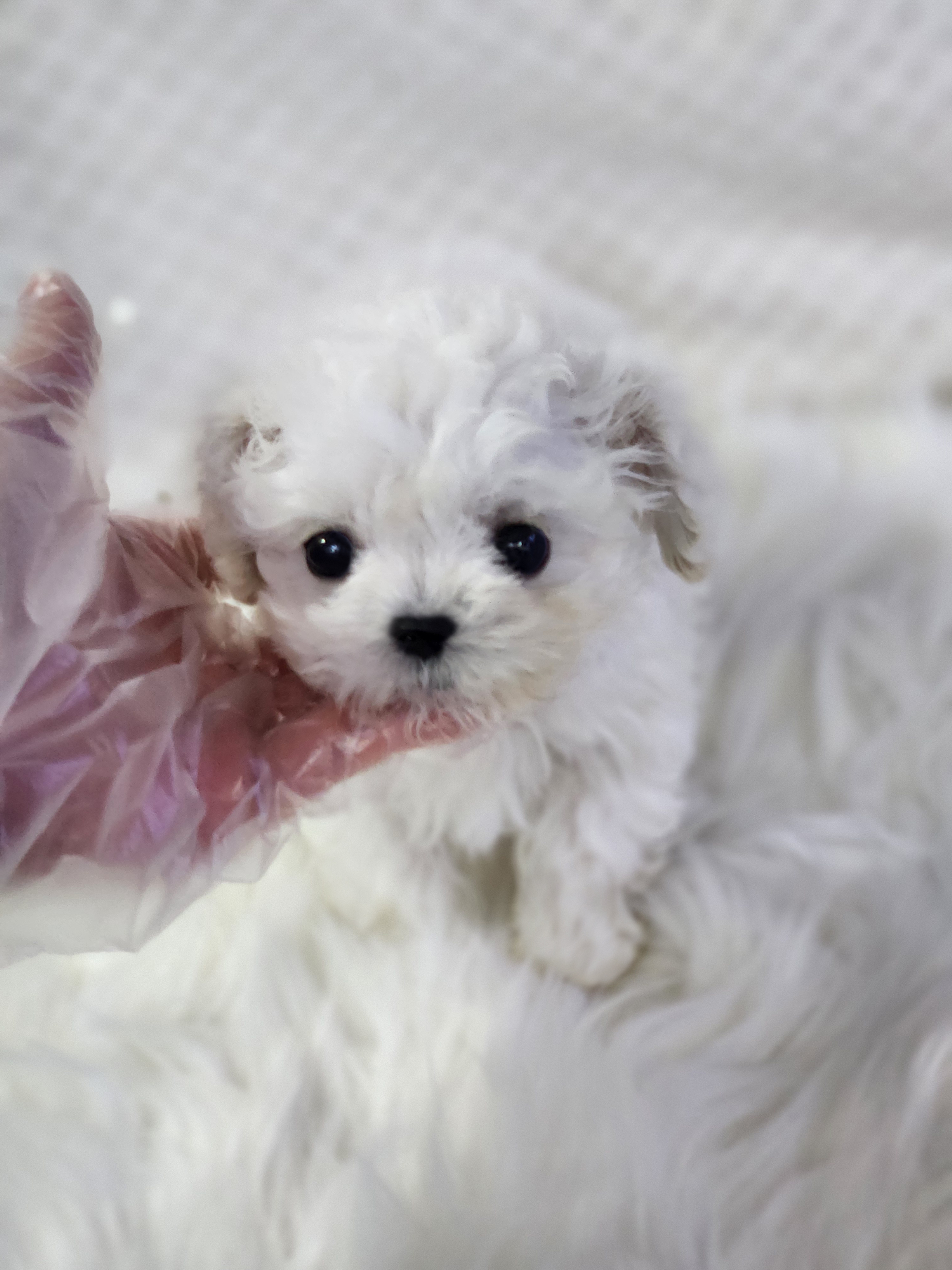 미니비숑 분양합니다