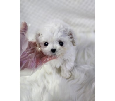 미니비숑 분양합니다