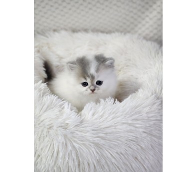 브리티시 분양합니다