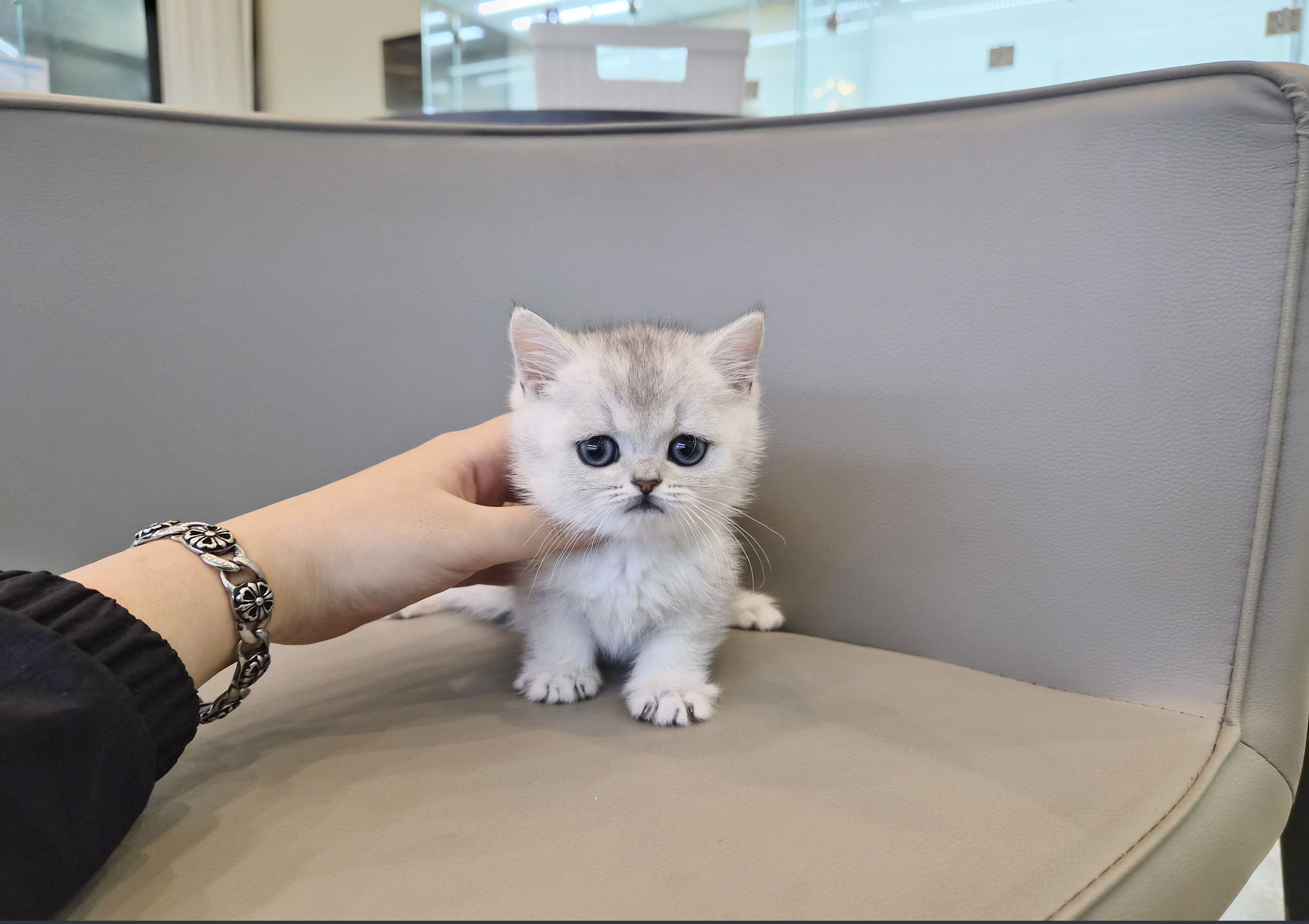 브리티시 분양합니다