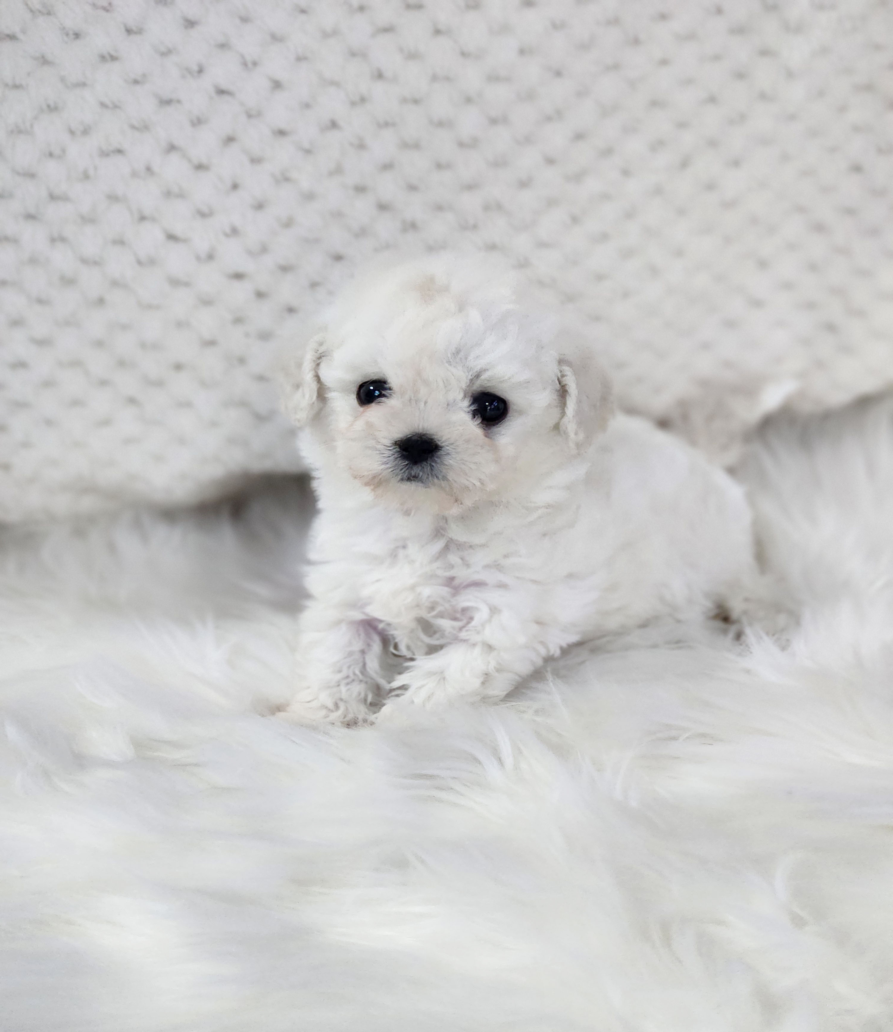 비숑 분양합니다!