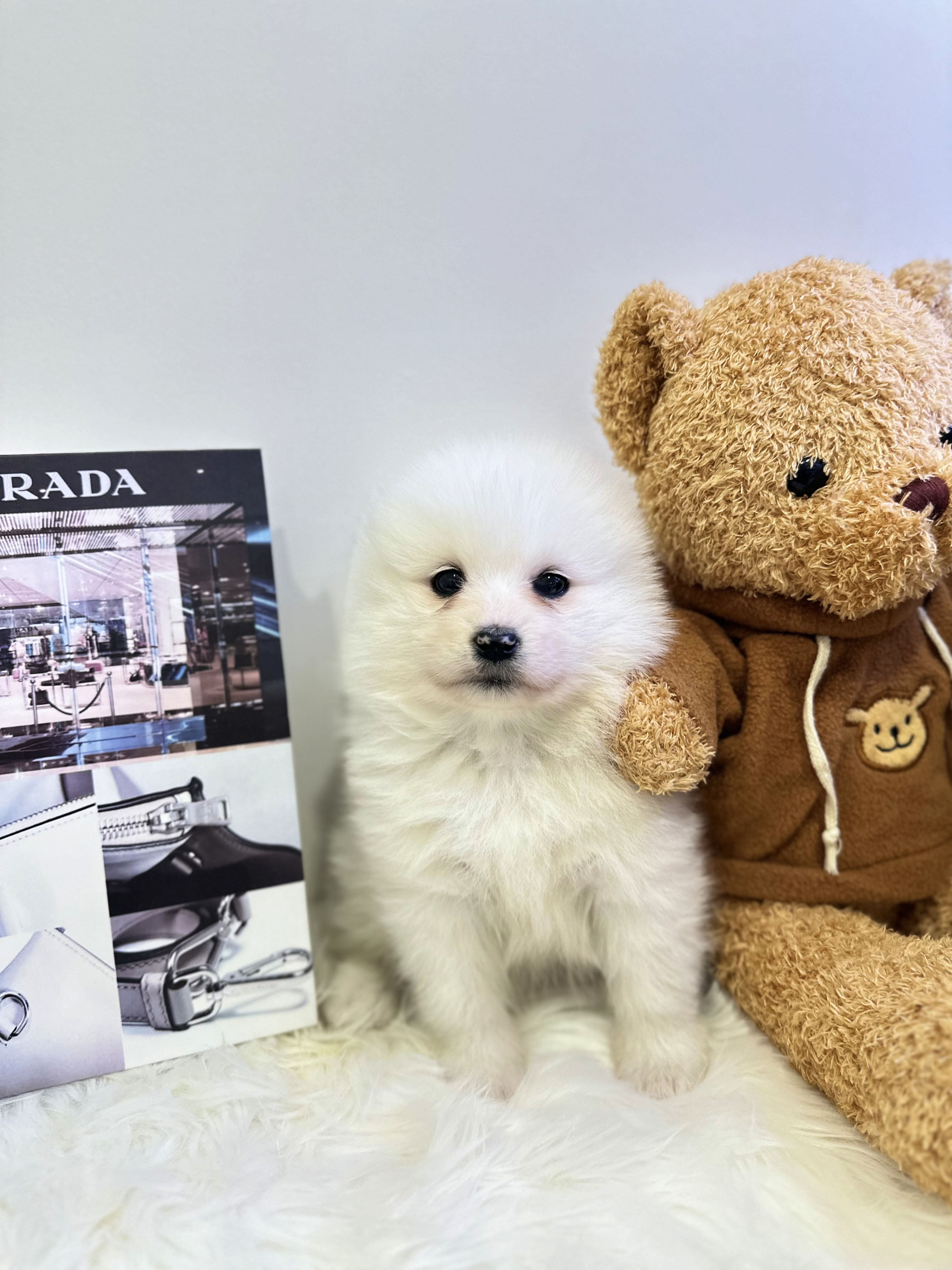 사모예드분양합니다