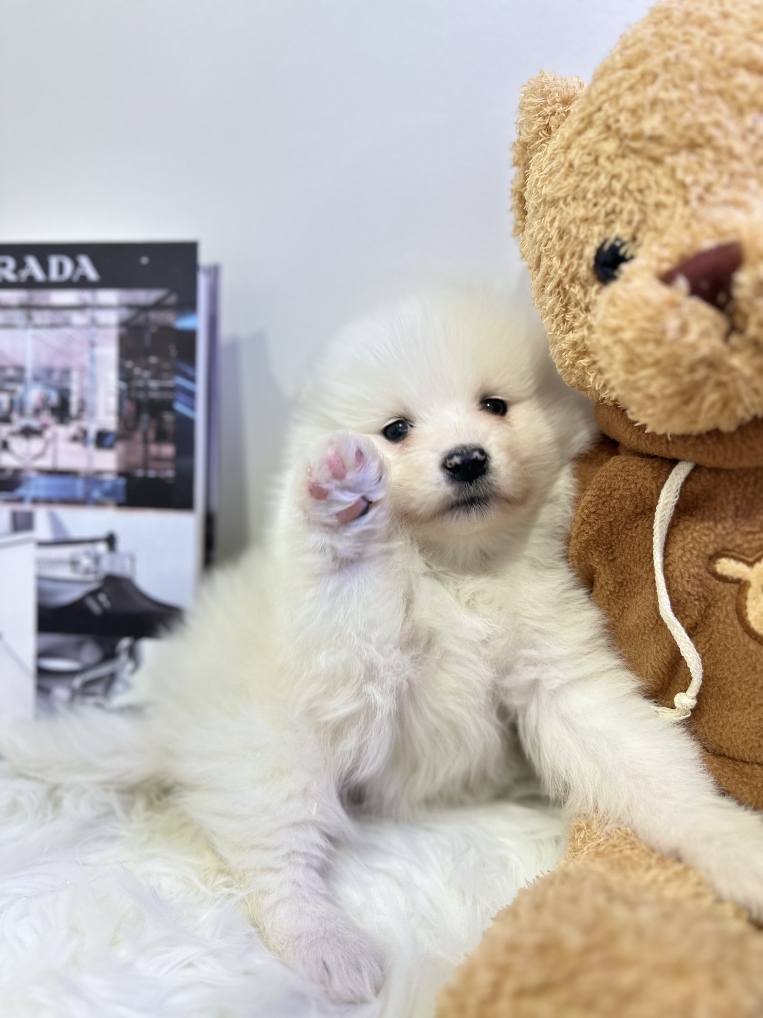 사모예드분양합니다