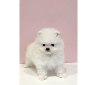 화이트 포메라니안 분양합니다(이벤트가)